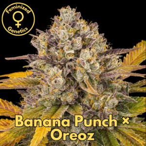 Banana Punch x Oreoz