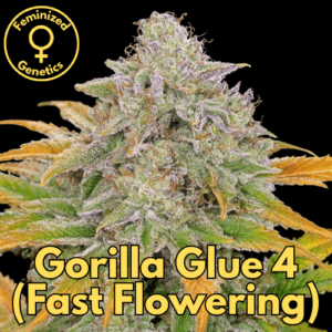 Gorilla Glue 4 (Fast Flowering)