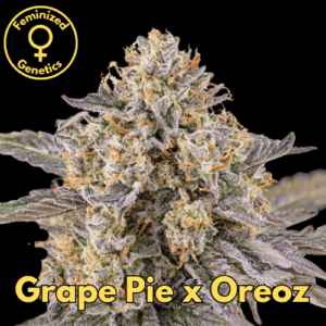 Grape Pie x Oreoz