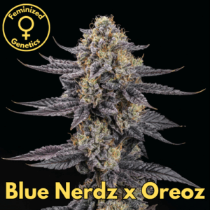 Blue Nerds x Oreoz