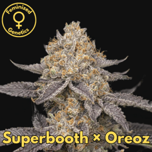 Superbooth × Oreoz