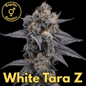 White Tara Z