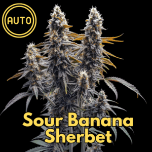 Sour Banana Sherbet (Auto, feminized)