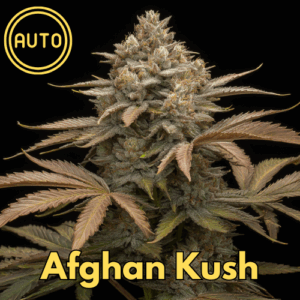 Afghan Kush (Auto, feminized)