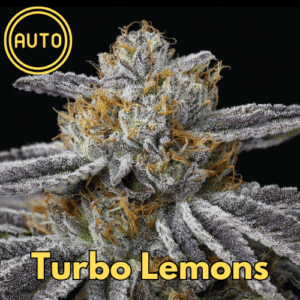 Turbo Lemons (Auto, feminized)