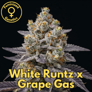 White Runtz x Grape Gas
