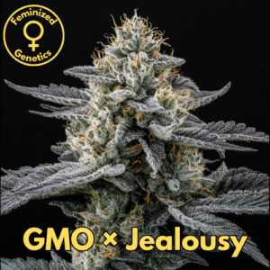 GMO × Jealousy
