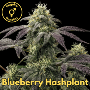 Blueberry Hashplant