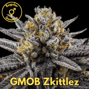 GMOB Zkittlez