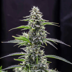 Banana Punch x Oreoz