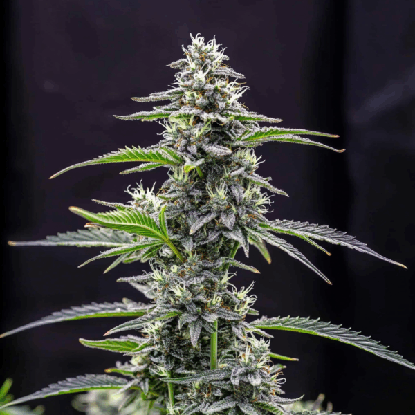 Banana Punch x Oreoz