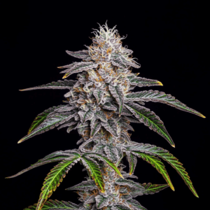 Gorilla Glue 4 (Fast Flowering)
