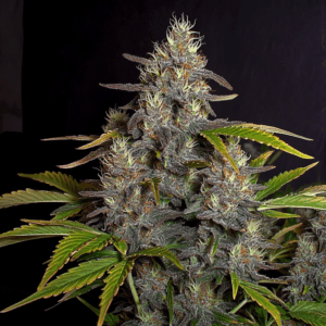 Grape Pie x Oreoz