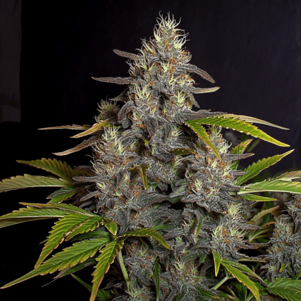 Grape Pie x Oreoz