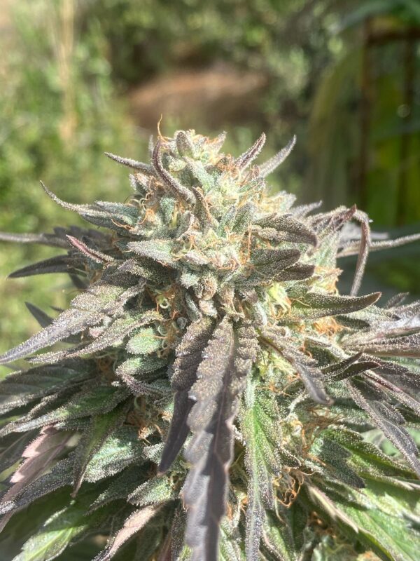 Citron
