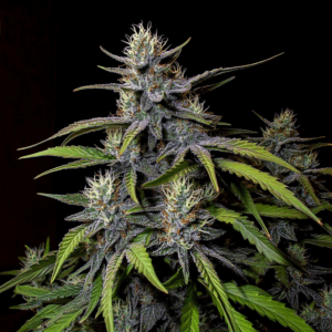 Dulce de Uva x Oreoz