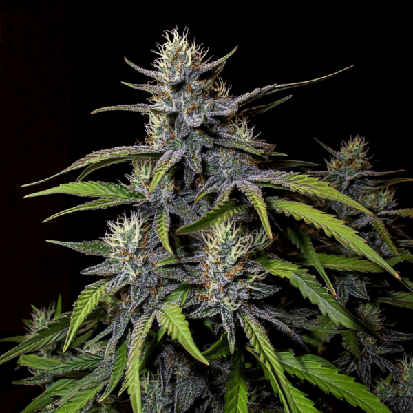 Dulce de Uva x Oreoz