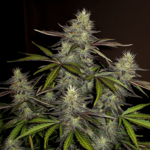 White Runtz x Grape Gas