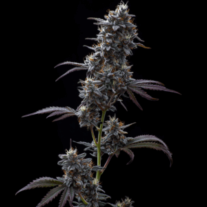 Blue Nerds x Oreoz