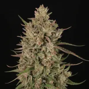 Ocimene Kush