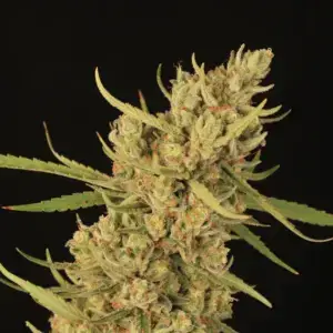 Passion Orange Guava (POG)