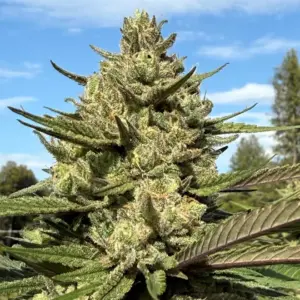 Purple Candy Cane