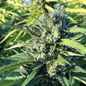 Skunk G-Ass